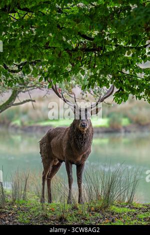 Maestoso cervo rosso (Cervus elaphus) cervo con grandi palchi in erba sulla riva del lago durante il rut in autunno/autunno Foto Stock