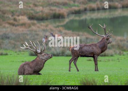 Due cervi rossi (Cervus elaphus) con grosse corna che si ergono nelle praterie sulla riva del lago durante il rut in autunno/autunno Foto Stock