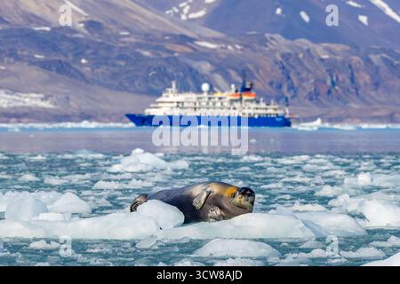 La foca barbuta poggia sul ghiaccio di fronte alla nave da crociera antartica MV Sea Spirit of Poseidon Expeditions lungo la costa delle Svalbard / Spitsbergen Foto Stock