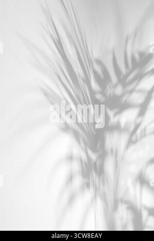 Lo sfondo è costituito da ombre allungate e intricate di foglie di palma gettate su una parete bianca liscia, una composizione minimalista, un'atmosfera di tr Foto Stock