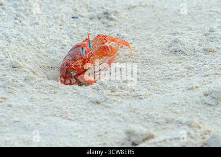 Granchio fantasma delle Galapagos (Ocypode gaudichaudii) da San Cristobal, Galapagos, Ecuador. Foto Stock