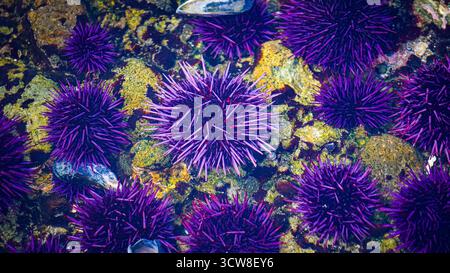 Una vista ravvicinata dei vivaci ricci di mare viola sott'acqua, raggruppati insieme su un fondale roccioso coperto di alghe e conchiglie. Foto Stock