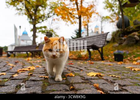 Un gatto bianco e zenzero cordiale cammina con sicurezza verso la macchina fotografica lungo un sentiero acciottolato coperto di foglie autunnali cadute in un parco Foto Stock