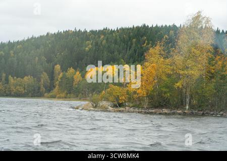 L'acqua instabile di un lago settentrionale incontra una costa di foreste miste di pini e betulle, con alberi di betulla che mostrano foglie autunnali di colore giallo brillante Foto Stock
