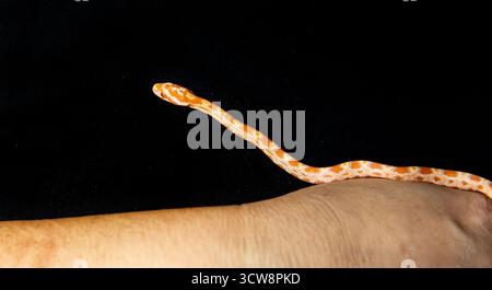 Concetto esotico di animali domestici: Delicati morfi di serpente di mais sulla pelle umana Foto Stock