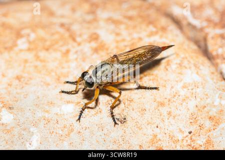 Vista ravvicinata su una mosca rapinatrice, genere neomochtherus Foto Stock