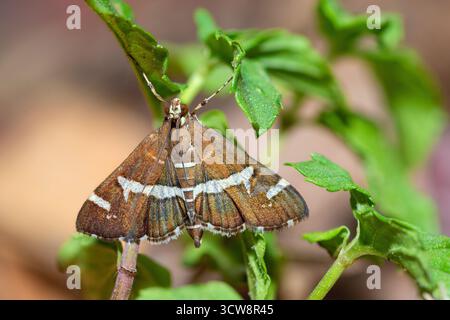 Barbabietola hawaiana Webworm Moth, Spoladea Recurvalis Foto Stock