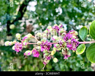 Cioccolato nero o Aronia melanocarpa (Michx.) Elliot Rosaceae fiori fioriti nel giardino botanico in primavera, Sofia Bulgaria, Europa orientale, Balcani Foto Stock