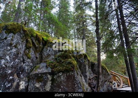 Una vista ad angolo basso di una grande e ripida parete rocciosa coperta da vibrante muschio verde, situata in una fitta pineta con una passerella in legno nelle vicinanze Foto Stock