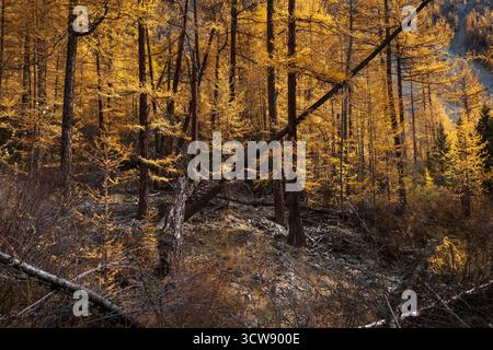 Larici gialli dorati densamente imballati nella stagione autunnale con tronchi d'albero caduti in primo piano. Foto Stock