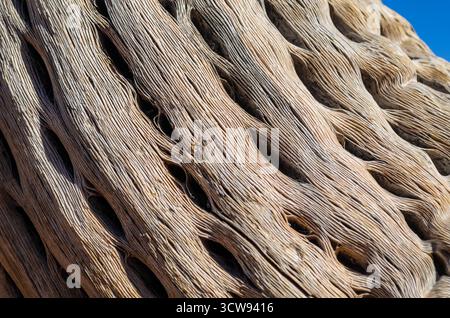 Primo piano di un legno di scheletro forato essiccato morto di cactus di saguaro Foto Stock
