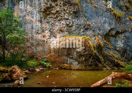 Aspra parete rocciosa e Dark Pool of Water in un lussureggiante Forest Canyon Foto Stock