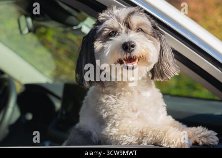 Il piccolo cucciolo Havanese si affaccia fuori dal finestrino dell'auto e aspetta che il proprietario apra la porta per andare a piedi. Foto Stock