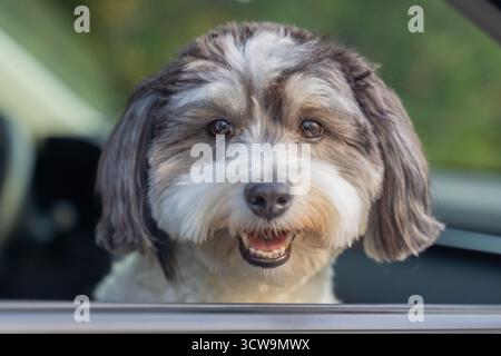 Adorabile cane Havanese bianco e nero guarda fuori dal finestrino dell'auto in attesa che il proprietario apra la porta. Foto Stock