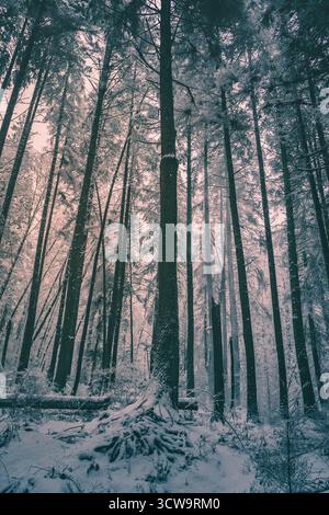 Alti alberi sono ricoperti di neve fresca, creando un'atmosfera serena. La luce soffusa filtra tra i rami, mettendo in risalto la bellezza tranquilla dell'inverno Foto Stock