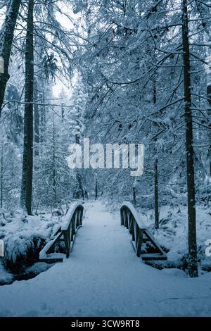 Un ponte di legno si arrocca su un sentiero innevato in una fitta foresta invernale. Gli alberi alti sono pesantemente carichi di neve, creando un'atmosfera tranquilla e fredda. Foto Stock
