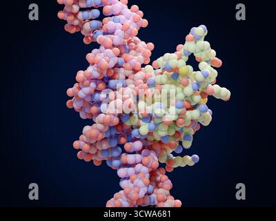 Illustrazione del fattore di trascrizione FoxP3 (scatola testa a forca P3, centro a destra) legato al DNA (acido deossiribonucleico, elicoidale). I fattori di trascrizione sono proteine che si legano a sequenze specifiche di DNA e controllano la trascrizione (trasferimento) di informazioni genetiche dal DNA all'RNA (acido ribonucleico). FoxP3 regola lo sviluppo delle cellule T regolatrici, un tipo di cellule immunitarie che sopprimono l'autoimmunità, che si verifica quando il sistema immunitario attacca i propri tessuti sani del corpo. Foto Stock