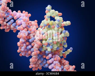 Illustrazione del fattore di trascrizione FoxP3 (scatola della testa a forca P3, centro) legato al DNA (acido deossiribonucleico, dall'alto a sinistra verso destra del botom). I fattori di trascrizione sono proteine che si legano a sequenze specifiche di DNA e controllano la trascrizione (trasferimento) di informazioni genetiche dal DNA all'RNA (acido ribonucleico). FoxP3 regola lo sviluppo delle cellule T regolatrici, un tipo di cellule immunitarie che sopprimono l'autoimmunità, che si verifica quando il sistema immunitario attacca i propri tessuti sani del corpo. Foto Stock