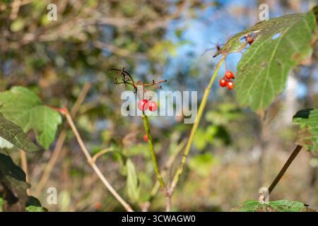 Primo piano di bacche rosse su un Bush. Bacche di viburnum rosso. Foto Stock