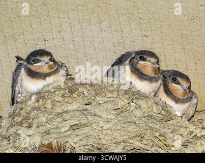 Ingerire pulcini nel nido. In Romania Foto Stock