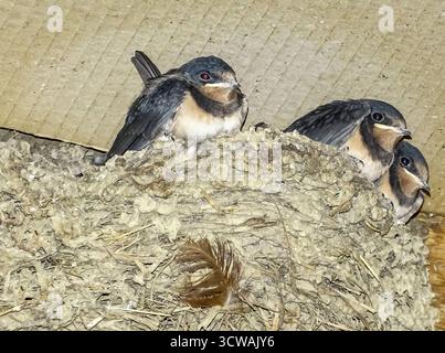 Ingerire pulcini nel nido. In Romania Foto Stock