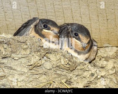 Ingerire pulcini nel nido. In Romania Foto Stock