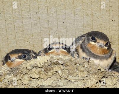 Ingerire pulcini nel nido. In Romania Foto Stock