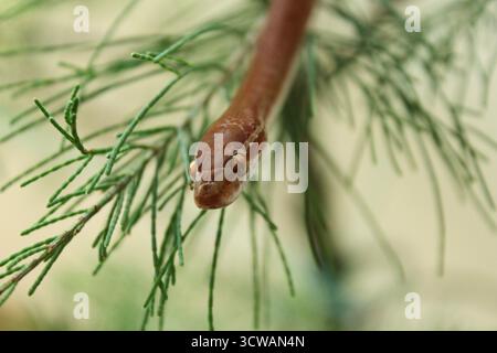 Un serpente africano che scivola su foglie di pino di fronte alla fotocamera con pupilla visibile sull'orientamento orizzontale Foto Stock