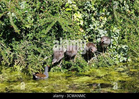 Una madre che allena i suoi quattro pulcini vicino a uno stagno Foto Stock
