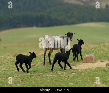 Una pecora Gotland adulta che mangia fieno, con tre agnelli neri che seguono. Le pecore di Gotland sono una razza rara originaria della Svezia. Foto Stock