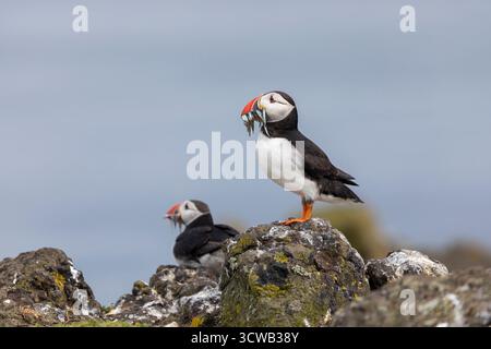 Puffin; Fratercula arctica; con Sandeels; UK Foto Stock
