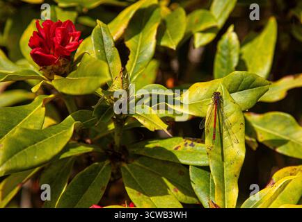 Un vibrante drago vola riposando in un cespuglio in una luminosa giornata estiva. Foto Stock