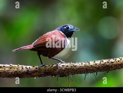 Un Babbler dal becco bianco (Stachyris thoracica) arroccato su un ramo nella foresta. Giava, Indonesia, Asia. Foto Stock