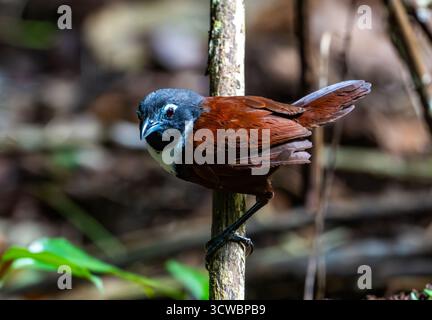 Un Babbler dal becco bianco (Stachyris thoracica) arroccato su un ramo nella foresta. Giava, Indonesia, Asia. Foto Stock