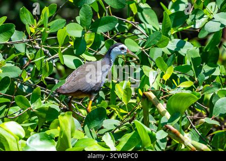 Un gallina d'acqua dal petto bianco (Amaurornis phoenicurus) che si forgia nelle vegetazioni. Giava, Indonesia, Asia. Foto Stock