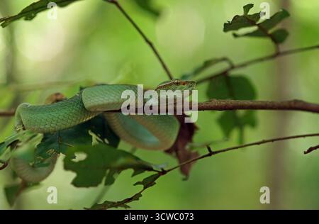 Bornean Kiel Green Pit Viper (Tropidolaemus subannulatus), Indonesia Foto Stock