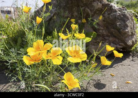 Papavero californiano (Eschscholzia californica, sinonimi Chryseis californica e Omonoia californica), anche papavero Parish, papavero California cap o dormo Foto Stock