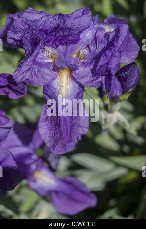 Fiore di un Iris tedesco (Iris Ã— germanica) Foto Stock