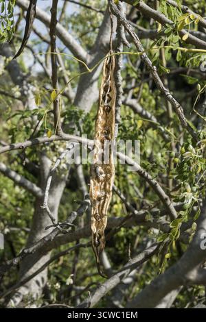 Albero di rafano (Moringa oleifera) - albero fiorito nel giardino botanico, Maspalomas, Gran Canaria, Spagna Foto Stock