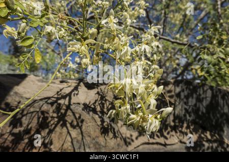 Albero di rafano (Moringa oleifera) - albero fiorito nel giardino botanico, Maspalomas, Gran Canaria, Spagna Foto Stock