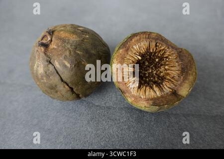 Fico lievitato (Ficus lyrata) - frutta stravagante, Gran Canaria, Spagna, Maspalomas Foto Stock