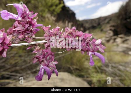 Canary Sage (Salvia canariensis) nel Barranco de los Guinchos, San Agustin, Gran Canaria, Spagna Foto Stock