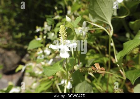 Coda di lucertola o coda di noce (Houttuynia cordata), pianta di laghetto in fiore bianco Foto Stock