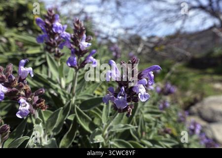 Salvia canaria (Salvia canariensis), endemica delle Isole Canarie, Garafia, la Palma, Isole Canarie, Spagna, Las Tricias Foto Stock