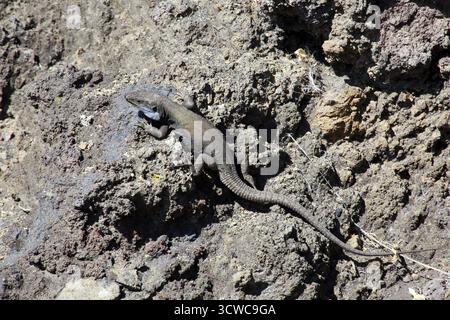 Lucertola maschile occidentale delle Isole Canarie (Gallotia galloti palmae), Fuencaliente, la Palma, Isole Canarie, Spagna Foto Stock