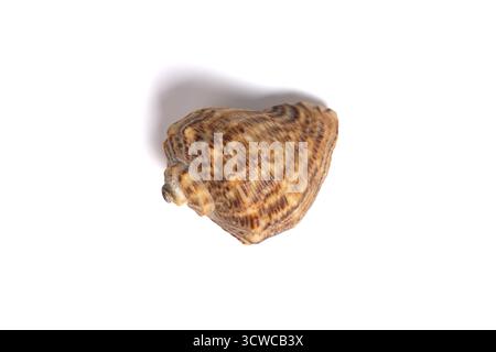 Sea shell isolato su sfondo bianco. Una conchiglia di lumaca marrone essiccata. Vista dall'alto Foto Stock
