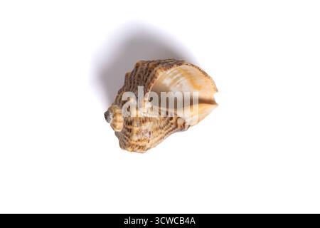 Sea shell isolato su sfondo bianco. Una conchiglia di lumaca marrone essiccata. Vista dall'alto Foto Stock