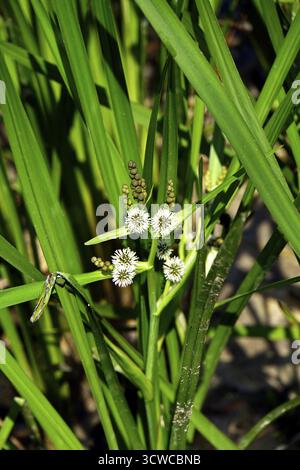 Simplestem bur-reed (Sparganium erectum) Foto Stock
