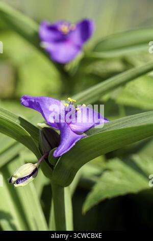 Fiore a tre maestri (Tradescantia andersoniana) Foto Stock