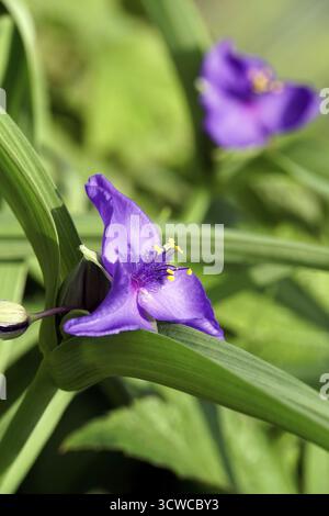 Fiore a tre maestri (Tradescantia andersoniana) Foto Stock